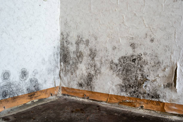 Crawl Space Mold Removal in Roseau, MN